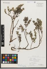 Foto von Salix repens L.
